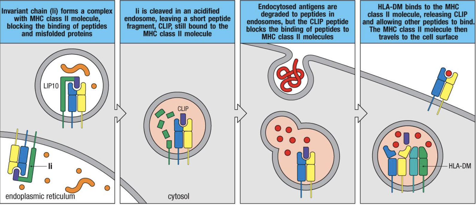 <p>Entry of pathogen is meditated by immune cell (phagocytosis)</p>