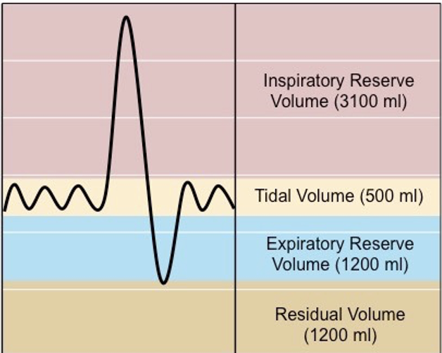 <ol><li><p>tidal volume</p></li><li><p>inspiratory reserve</p></li><li><p>expiratory reserve</p></li><li><p>residual volume</p></li></ol><p></p>