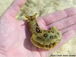 <p>sea slug look, yellow-brown w dots, finger-like projections behind head</p>