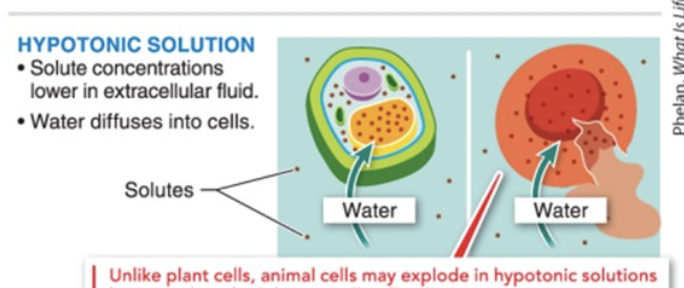 <p>osmosis in a HYPOtonic solution</p>