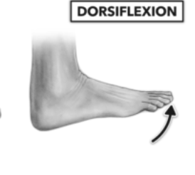 <p>Flexing your foot up toward your face, as when taking your foot off the gas or brake pedal.</p>