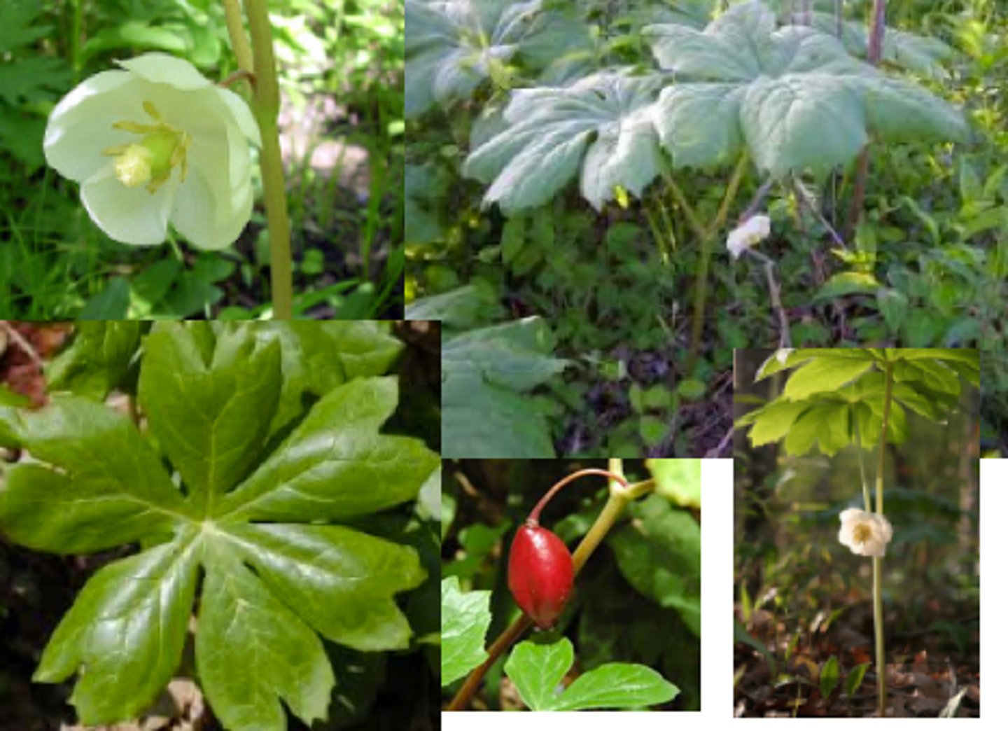 <p>Actions: purgative; anti-tumour</p><p>Indications: TOPICALLY - HPV, warts; cancer</p><p>SE:</p><p>CI: NO LONGER USED INTERNALLY EXTREMELY TOXIC***</p><p>"Podophyllum yourself to death"</p>