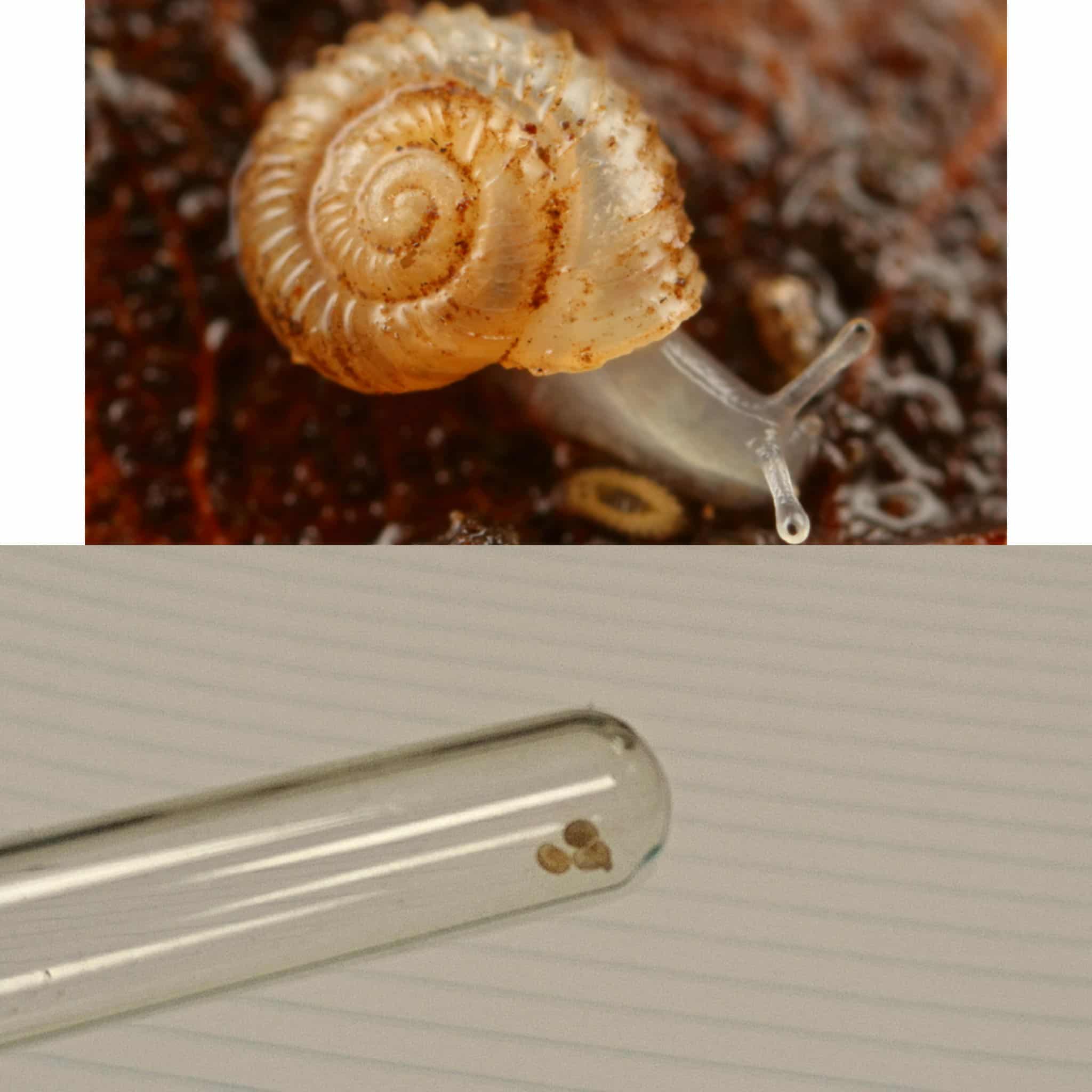 <p>Kmeň: Mollusca (mäkýše)<br>Trieda: Gastropoda (ulitníky)<br>Skupina: Pulmonata (pľúcnatce)</p>