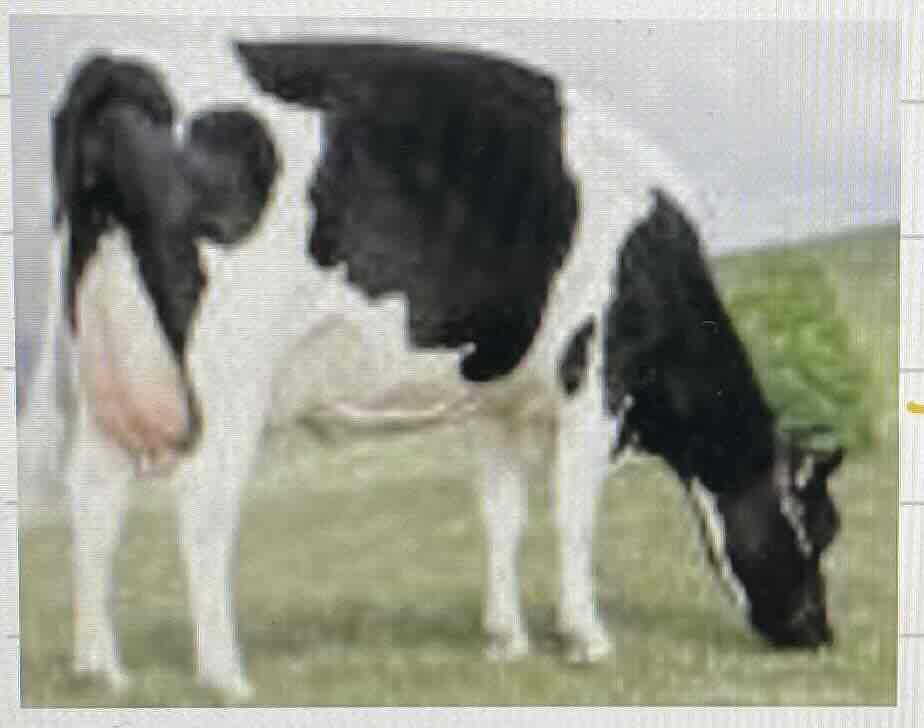 <p>Cattle used in dairy production were bred according to desired characteristics ( big milk yield, calm ) creating a desirable breed for production</p>