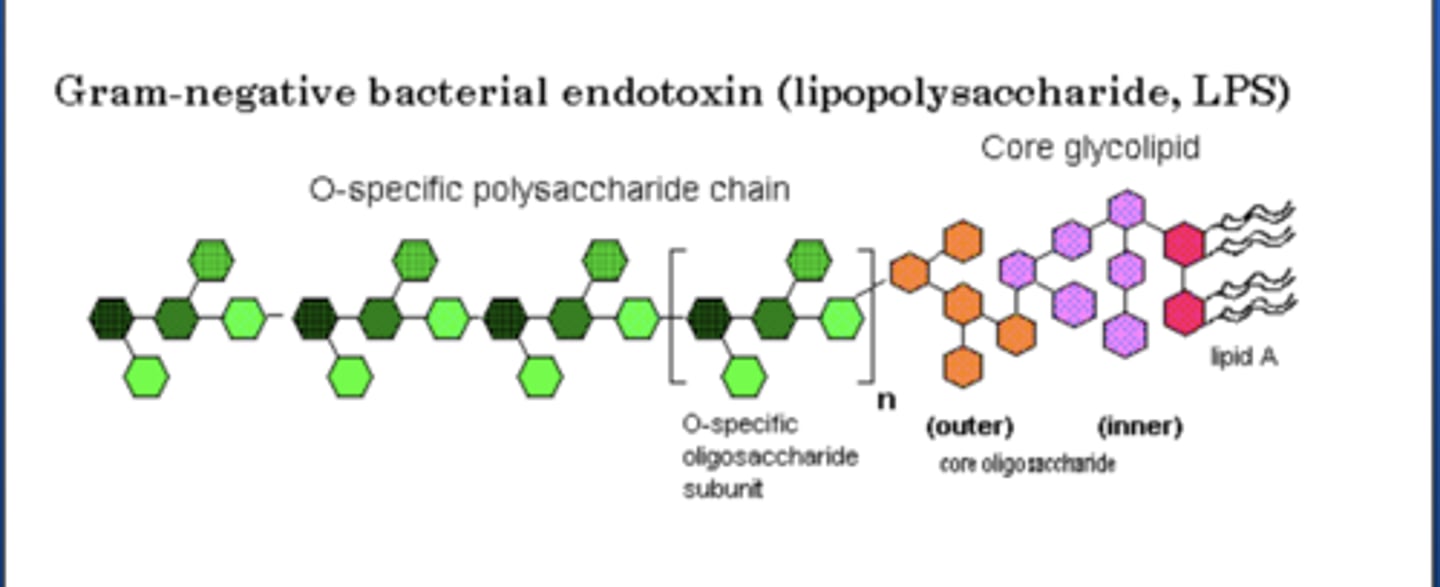 <p>- Lipid A portion</p><p>- Inner and outer core glycolipid</p><p>- O antigen (specific subunit)</p>