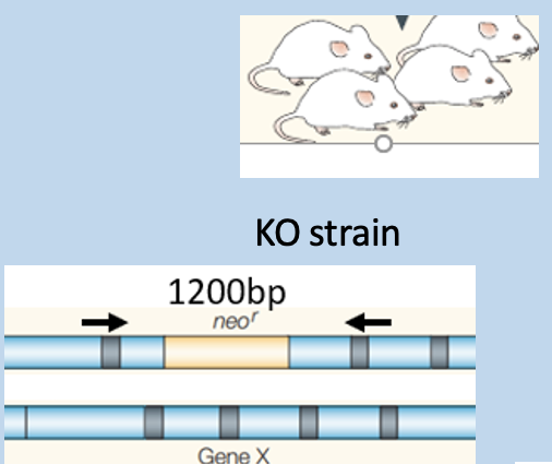 <p>has amplification at 1200bp and 750bp</p>