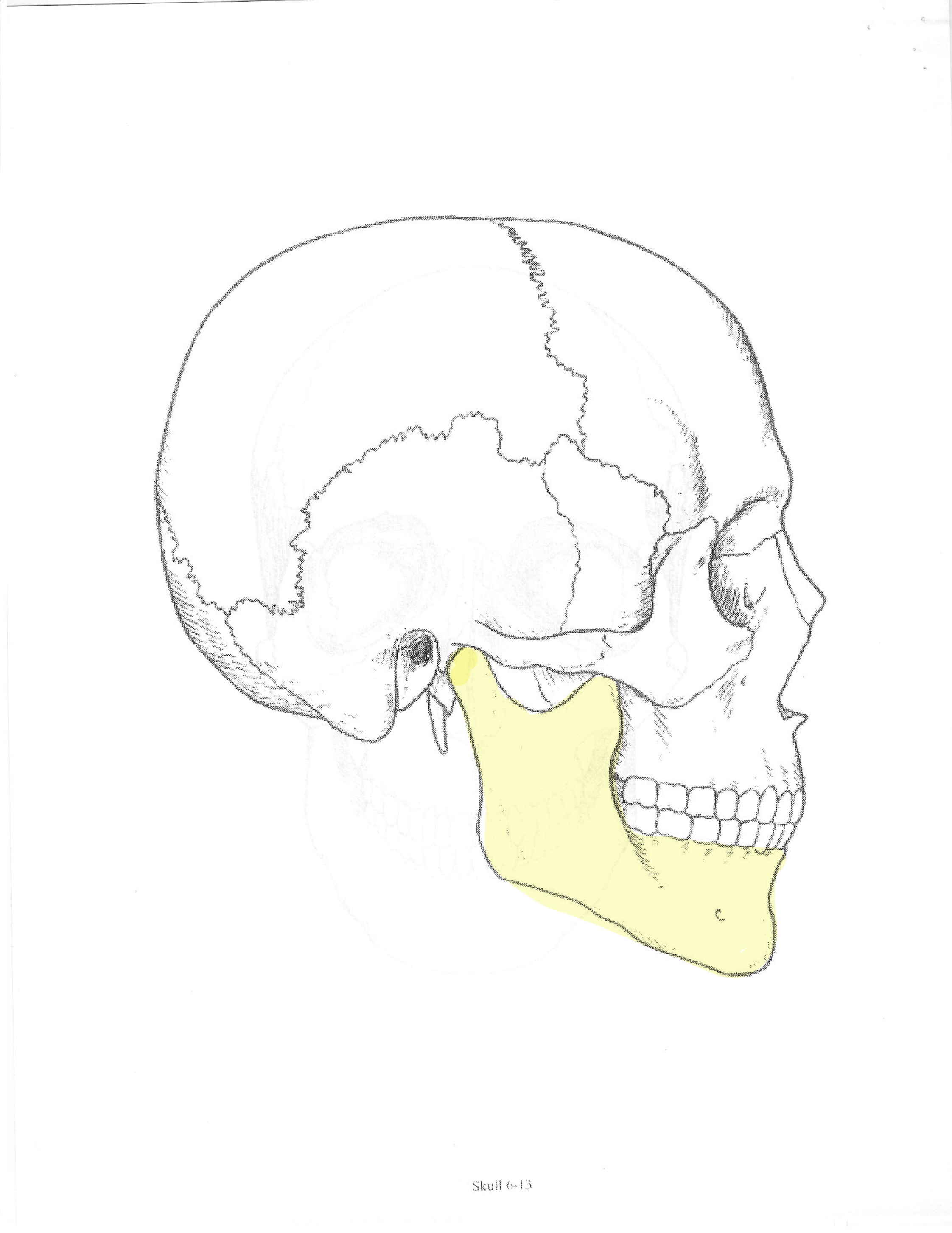 <p>ID bone</p>