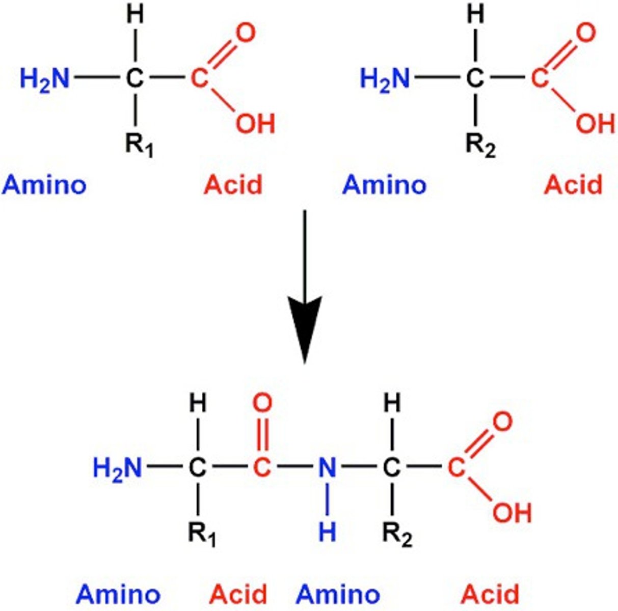 <p>A covalent bond that holds together amino acids in a polypeptide chain. A strong bond.</p>