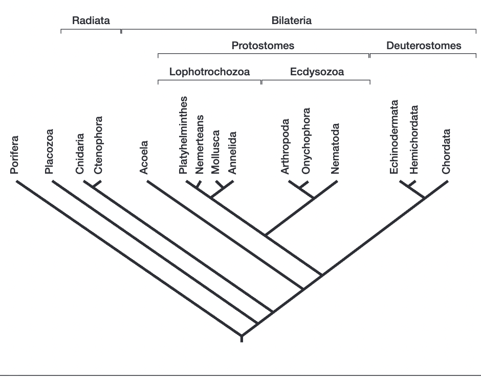 <p>another version of the phylogenetic tree</p>
