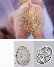 <p>Isospora suis in <span style="color: rgb(230, 155, 255)">pigs</span></p>