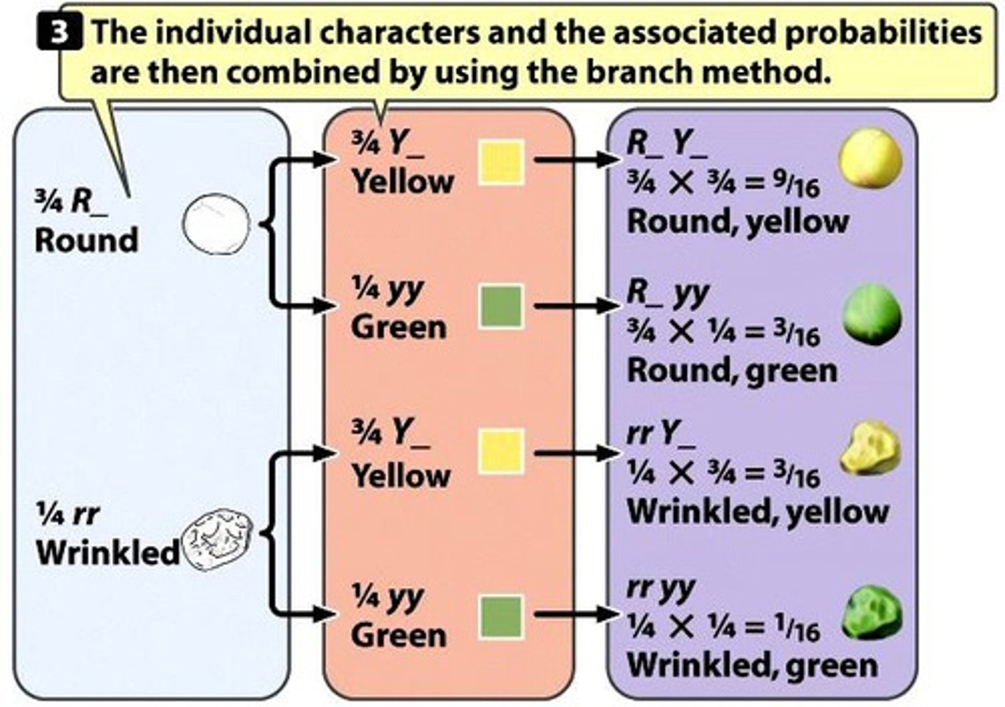 <p>Visual tool for calculating phenotypic ratios from a dyhybird cross.</p>