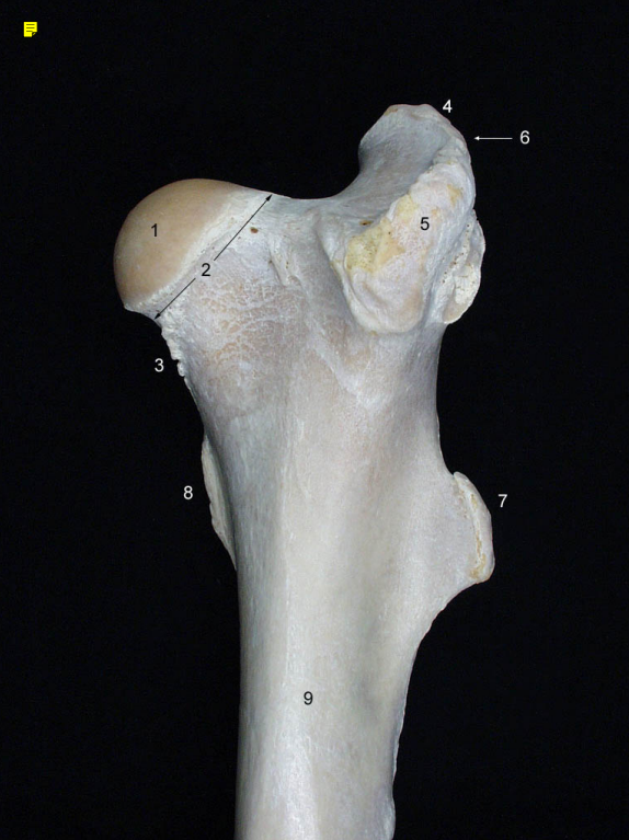 <p><strong>3</strong> -<strong> </strong>(cara cranial i proximal) (eq.)</p>