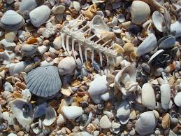 <p>remains… of limestone-building organisms</p>