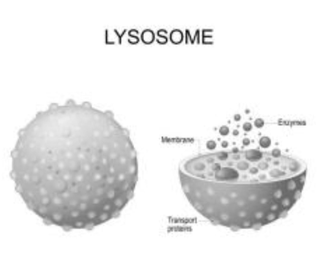 <p>Lysosomes</p>