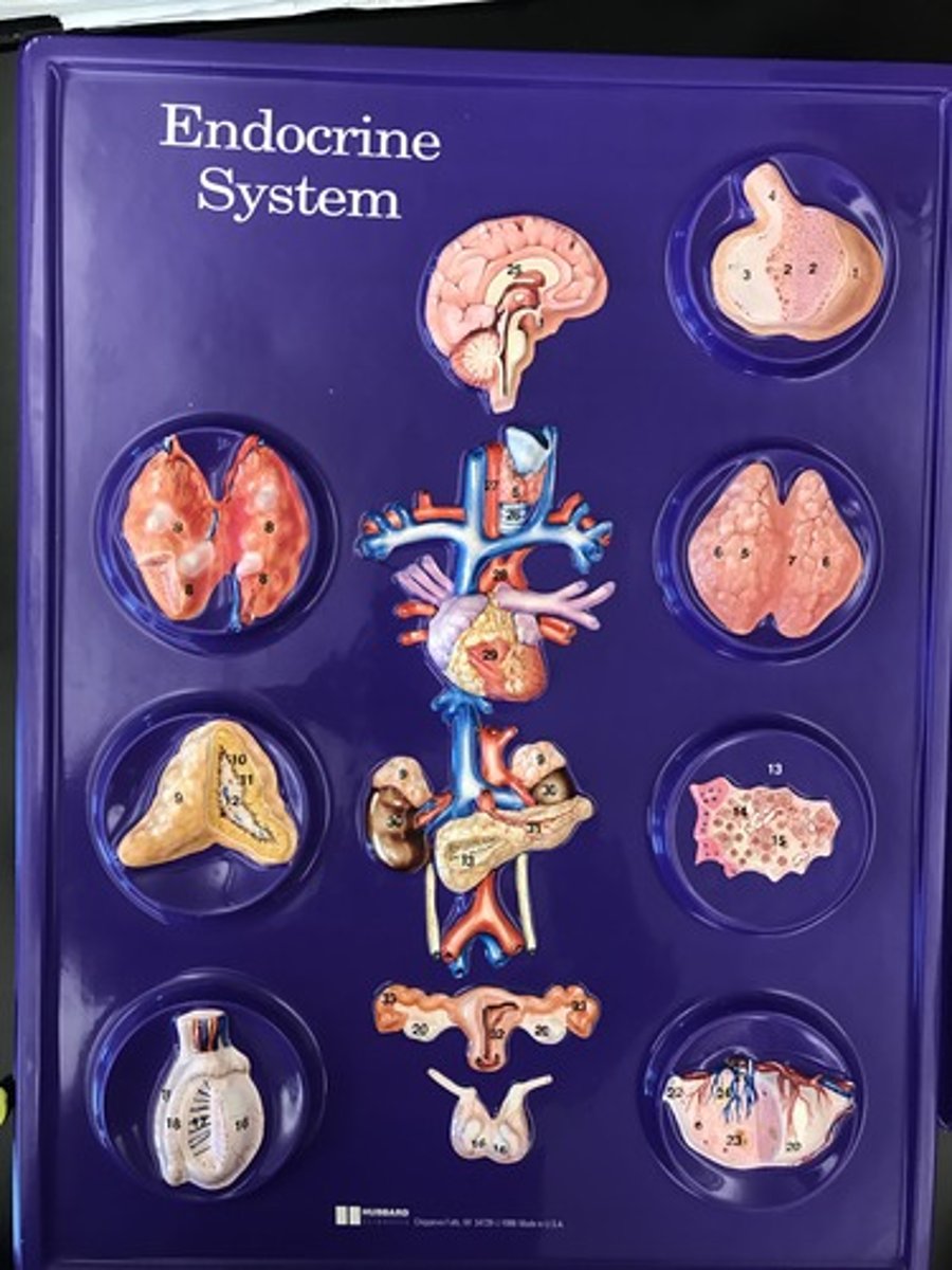 <p>5</p>