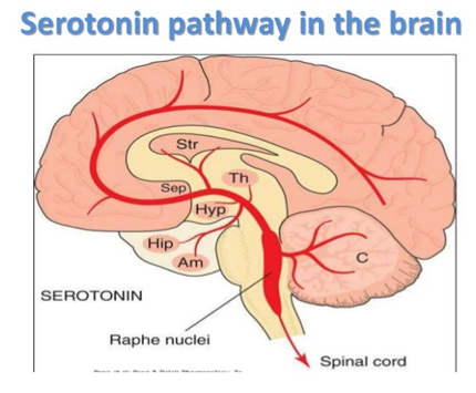 <ul><li><p>Raphe innervation of brain areas important for anxiety (amygdala, hippocampus)</p></li><li><p>Raphe stimulation evokes behavioural inhibition/ anxiety like behaviour</p></li><li><p>Stress/fearful situations increase 5-HT release</p></li><li><p>Giving animals the selective serotonin reuptake inhibitor (SSRI) or some serotonergic agonists provokes anxiety-like behaviors.</p></li><li><p>Selective chemical lesion that destroy serotonergic neurons reduce anxiety levels in animal model</p></li><li><p>Selective electrical activation of serotonin neurons improve ability to cope with stress and inactivation of these neurons increase anxiety like behaviour</p></li><li><p>Overall, manipulation of serotonergic neurotransmission and serotonergic neurons modulate stress and anxiety-related behaviour.</p></li></ul><p></p>