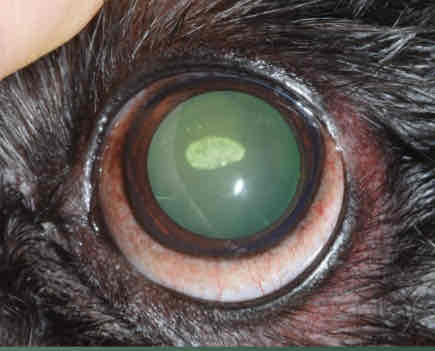 <p>Bilateral, non-painful, non-progressive. Does not interfere with vision. Seen in purebreeds.</p>
