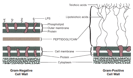 <p>Difference of Gram negative cell wall to positive</p>