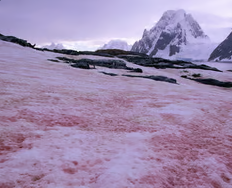 <p>Chlorophyta green algae that colonizes snow, have red carotenoid pigment (astaxanthin)</p>