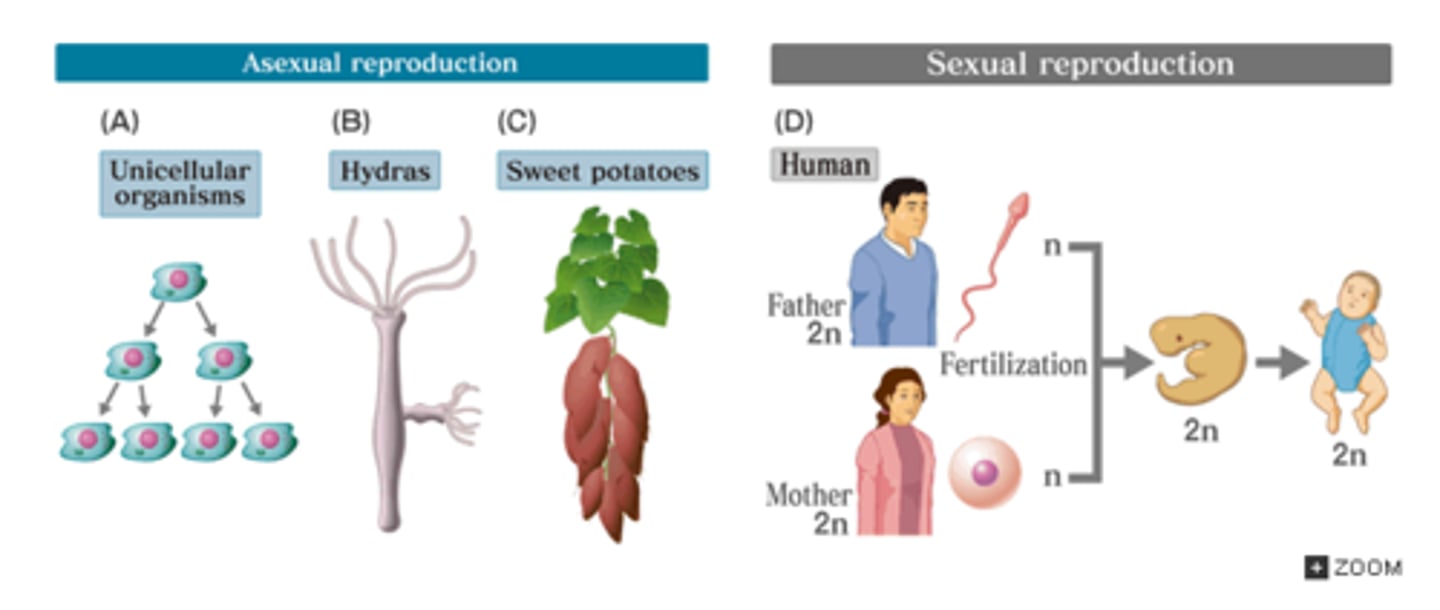 <p>The production of new living organisms by combining genetic information from two individuals of different sexes.</p>
