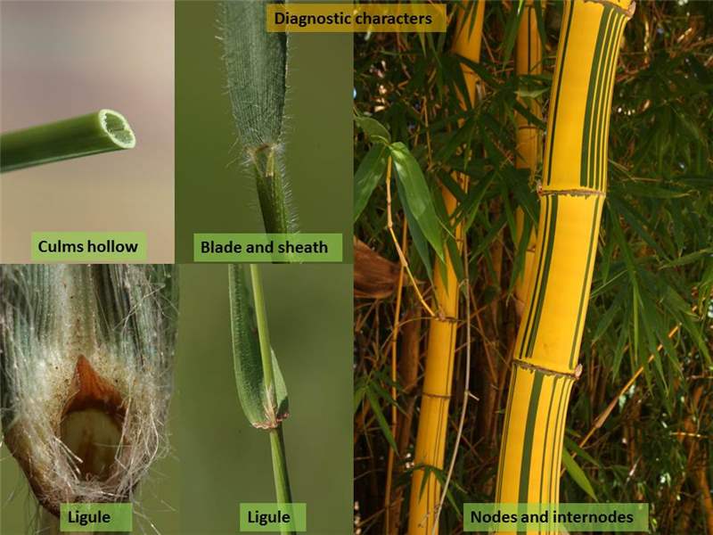 grassy plants with knee like nodes on hollow flower stems
-ex: schizachyrium scoparium, hakonechloa macra, andropogon virginicus, chasmanthium latifolium