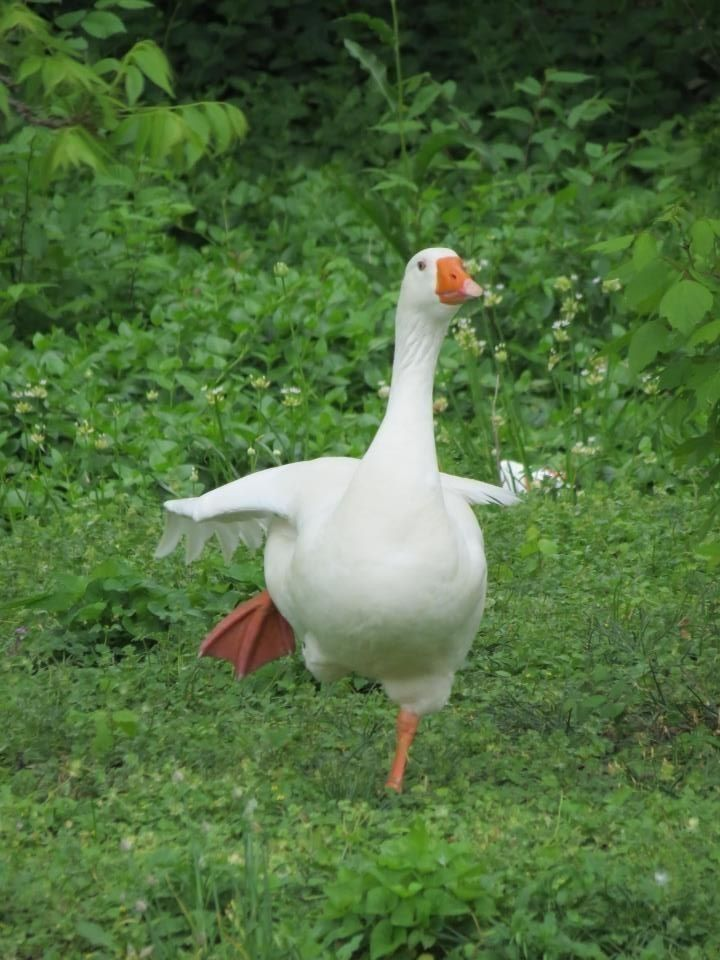 <p>goose</p>