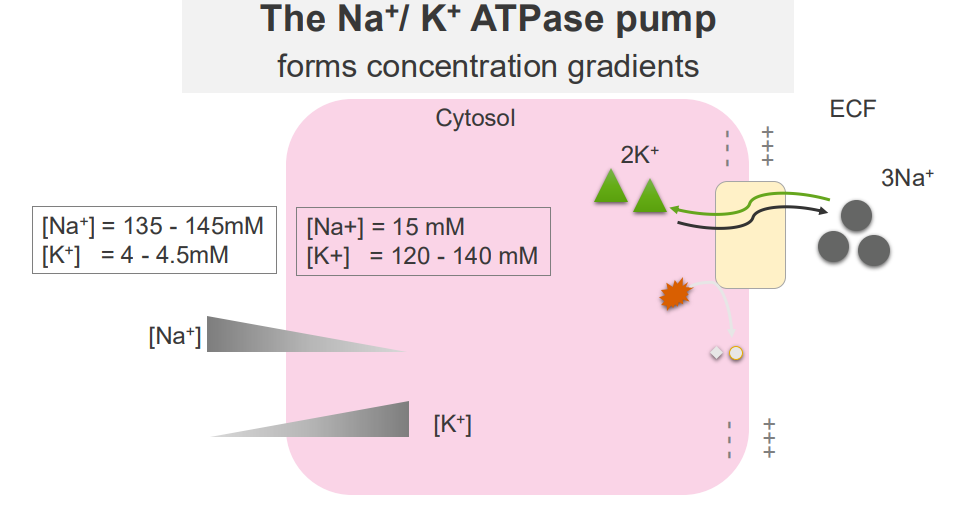 <p>The Na+/K+ ATPase Pump</p>