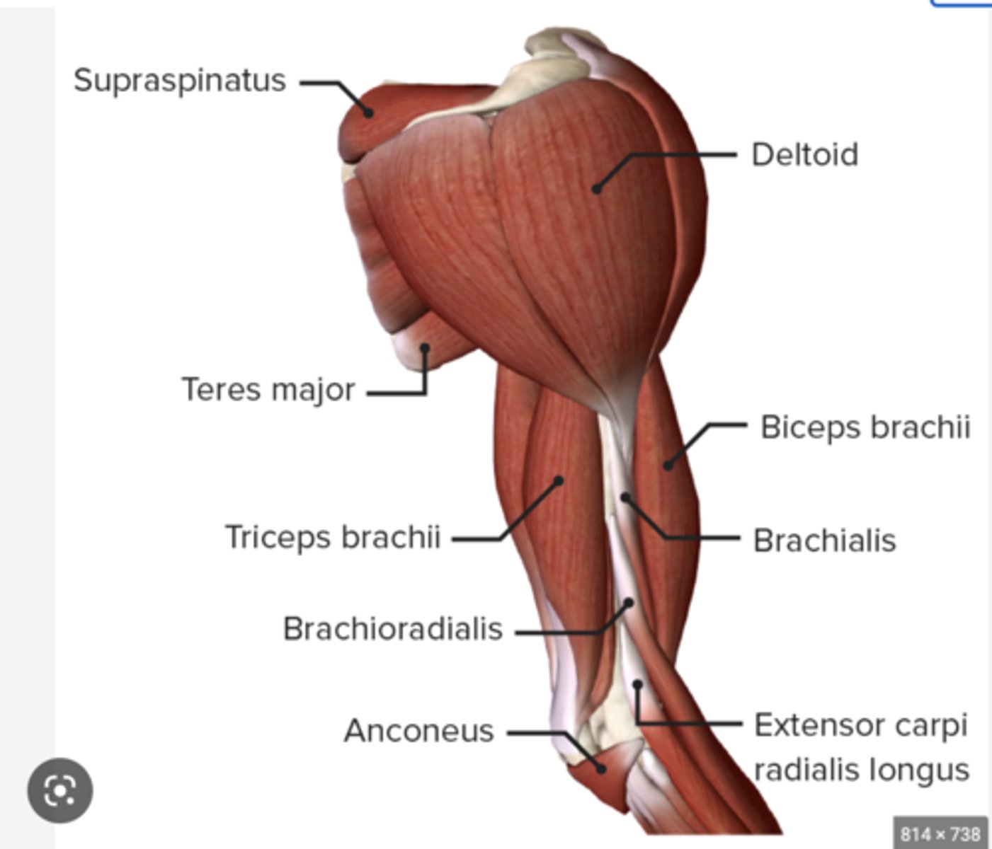 <p>Upper arm subregions include</p>