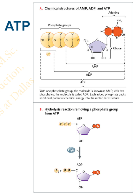 <p>adenosine monophosphate (AMP)</p>