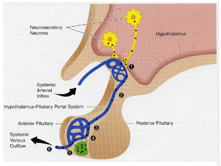 <p>Prolactin (PRL)</p><p>Growth Hormone (GH)</p><p>Thyroid-Stimulating Hormone (TSH)</p><p>Adrenocorticotropic Hormone (ACTH)</p><p>Follicle-Stimulating Hormone (FSH)</p><p>Luteinizing Hormone (LH)</p>