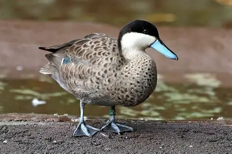 <p>Puna Teal</p>