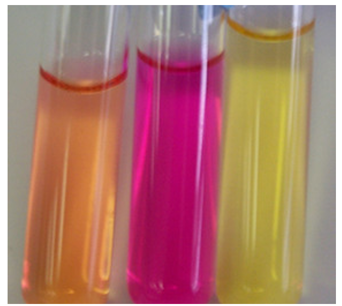 <p>urease-positive organism turned urea slant pink</p><p>urease-negative organism didn’t&nbsp;</p>