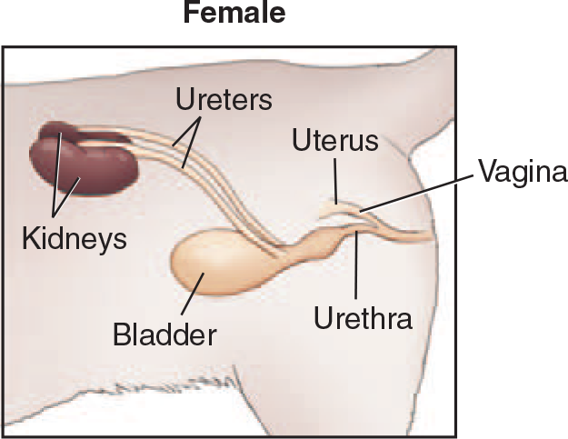 <p>Urethra </p>