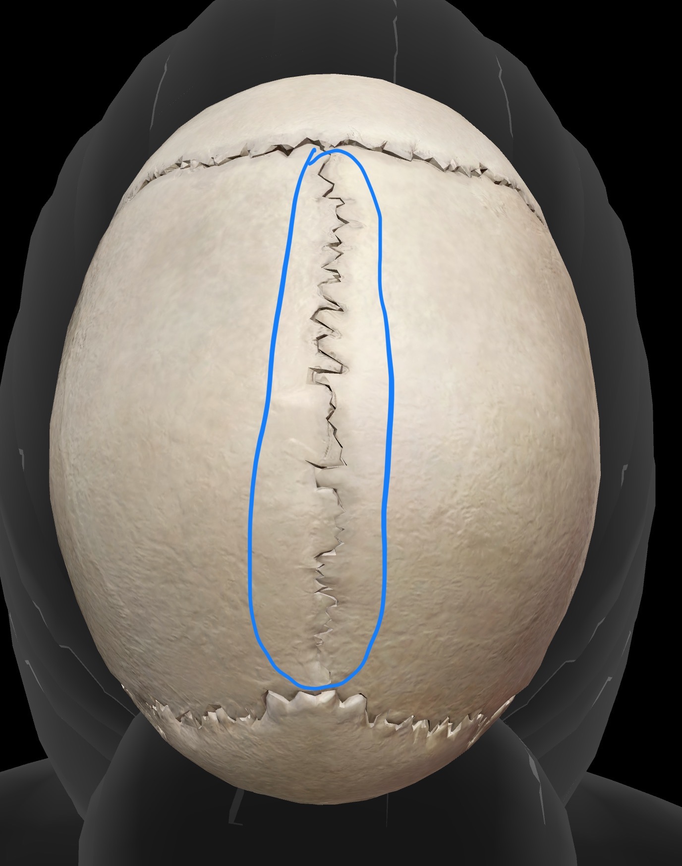 <p>Name the joint, the structural type (fibrous, cartilaginous, or synovial), and the functional type (synarthotic, amphiarthrotic, or diarthrotic) </p>
