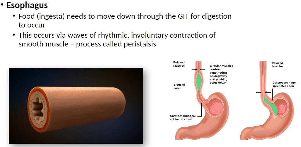 <p><strong>Peristalsis</strong>: Rhythmic, involuntary waves of smooth muscle contraction that move food (ingesta) down through GI tract<br> Allows digestion to occur by transporting food from esophagus to stomach</p>
