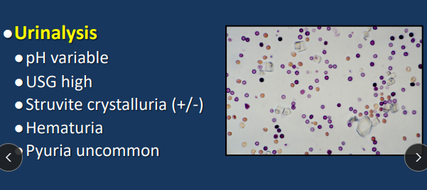 <ul><li><p>Stress, genetics —> “get better” in 5-10 days regardless of tx</p></li><li><p><span style="background-color: transparent;"><strong>Et: Bladder/urethra hemorrhagic inflam</strong>, </span><span style="background-color: transparent; color: blue;"><strong>idiopathic!!</strong></span></p><ul><li><p><span style="background-color: transparent;"><u>Leaky urothelium, MCl infiltration, overactive PSN</u></span></p></li><li><p><span style="background-color: transparent; color: blue;"><strong><u>NOT associated w/ bacteria!!</u></strong> </span><span style="background-color: transparent;">or </span><span style="background-color: transparent; color: blue;">narrow urethra (males)</span></p></li></ul></li><li><p><span style="background-color: transparent;"><strong>Sig: </strong><u>fixed</u>, 2-6y, Persians, <u>dry food, </u><strong><u>stress, indoors</u></strong></span></p></li><li><p><span style="background-color: transparent;"><strong>Cs: </strong></span><span style="background-color: transparent; color: red;"><u>Inappropriate urination,</u> <strong>stranguria, ± hematuria</strong>, <u>pain bladder/small,</u> <strong>Pollakiuria</strong></span></p><ul><li><p><span style="background-color: transparent;"><u>“FISHY” signs wax + wane</u></span></p></li></ul></li><li><p><span style="background-color: transparent;"><strong>Dt:</strong> US of <u>Sm thick bladder</u>, ↑ USG, <u>non septic UA</u></span></p><ul><li><p><span style="background-color: transparent; color: blue;"><u>Crystals normal in cats</u></span><span style="background-color: transparent;"><u>, always check for them</u></span></p></li></ul></li><li><p><span style="background-color: transparent;"><strong>Tx:</strong> </span><span style="background-color: transparent; color: red;">↑ drinking, anti-stress envrio, Feliway, analgesia, <u>ace, phenoxybenzamine, amitriptyline, buspirone, wet food</u></span></p><ul><li><p><span style="background-color: transparent;"><strong><u>Spontaneous recovery (5-10d),</u></strong> common reoccurrence, <strong><u>no cure</u></strong></span></p></li><li><p><span style="background-color: transparent;"><strong><u>Acidifying or ↓ Mg does NOT work</u></strong></span></p></li></ul></li><li><p><span style="color: blue;">FIC is NOT caused by bacteria!!!</span></p></li></ul><p></p>