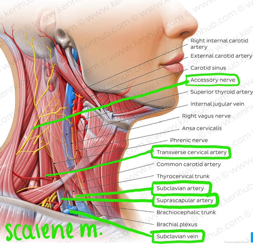 <p>T/F Which of the following structures are elements of lateral cervical region?</p><p><strong><mark data-color="red" style="background-color: red; color: inherit">T -</mark></strong><mark data-color="red" style="background-color: red; color: inherit"> </mark>A. Mm. scaleni</p><p><strong><mark data-color="red" style="background-color: red; color: inherit">F -</mark></strong><mark data-color="red" style="background-color: red; color: inherit"> </mark>B. A. carotis communis</p><p><strong><mark data-color="red" style="background-color: red; color: inherit">F -</mark></strong><mark data-color="red" style="background-color: red; color: inherit"> </mark>C. V. jugularis interna</p><p><strong><mark data-color="red" style="background-color: red; color: inherit">T -</mark></strong><mark data-color="red" style="background-color: red; color: inherit"> </mark>D. A. subclavia</p><p><strong><mark data-color="red" style="background-color: red; color: inherit">T -</mark></strong><mark data-color="red" style="background-color: red; color: inherit"> </mark>E. V. subclavia</p><p></p>