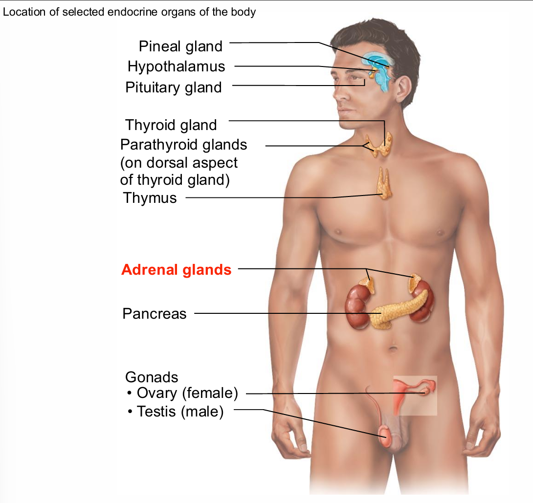 <ul><li><p>aka suprarenal</p></li><li><p>Paired, pyramid-shaped organs atop kidneys</p></li><li><p>Structurally and functionally are two glands in <span style="background-color: transparent; font-size: 1.6rem;"><span>one</span></span></p><ul><li><p>Adrenal medulla—nervous tissue; part of sympathetic nervous system</p></li><li><p>Adrenal cortex—three layers of glandular tissue that synthesize and secrete corticosteroids</p></li></ul></li></ul><p></p>