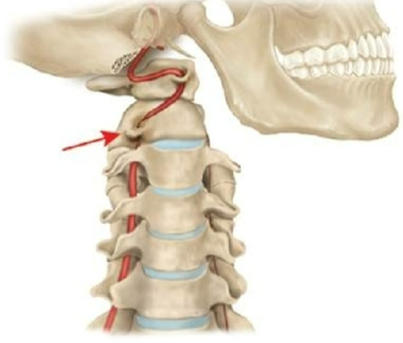 <p>cervical rotation </p><p>- rotation to L decreases blood flow on R</p><p>- this is normal, and the other side can compensate for the slight decrease while the head is turned</p><p>- in patients with insufficiency, the other side cannot compensate and rotation will cause symptoms </p>