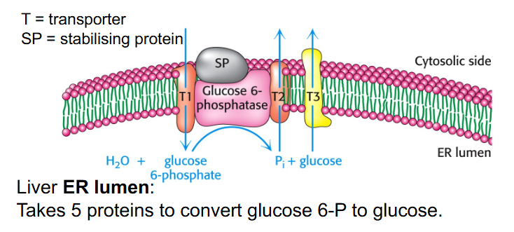 <p>Glucose 6-phosphotase</p>