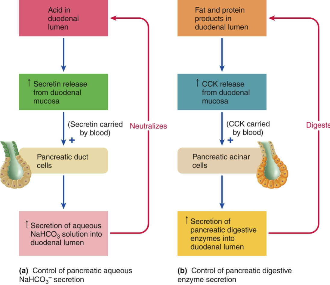 <p>to neutralize acidic contents arriving from the stomach</p>