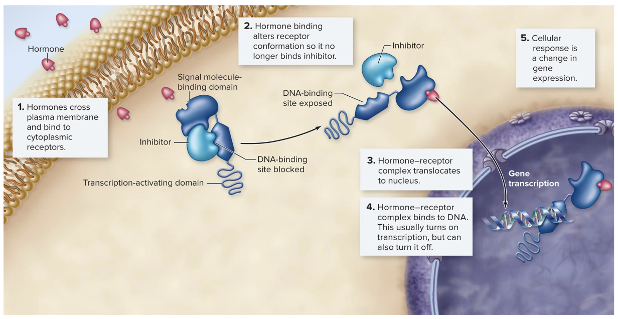 <ul><li><p>ligands (hormones) cross plasma membrane to bind to receptor</p></li><li><p>receptor protein no longer binds to inhibitor</p></li><li><p>hormone-receptor protein moves to nucleus where it binds to DNA, turning transcription on/off</p></li><li><p>Ex: estrogen receptor in mammalian cells</p></li></ul><p></p>