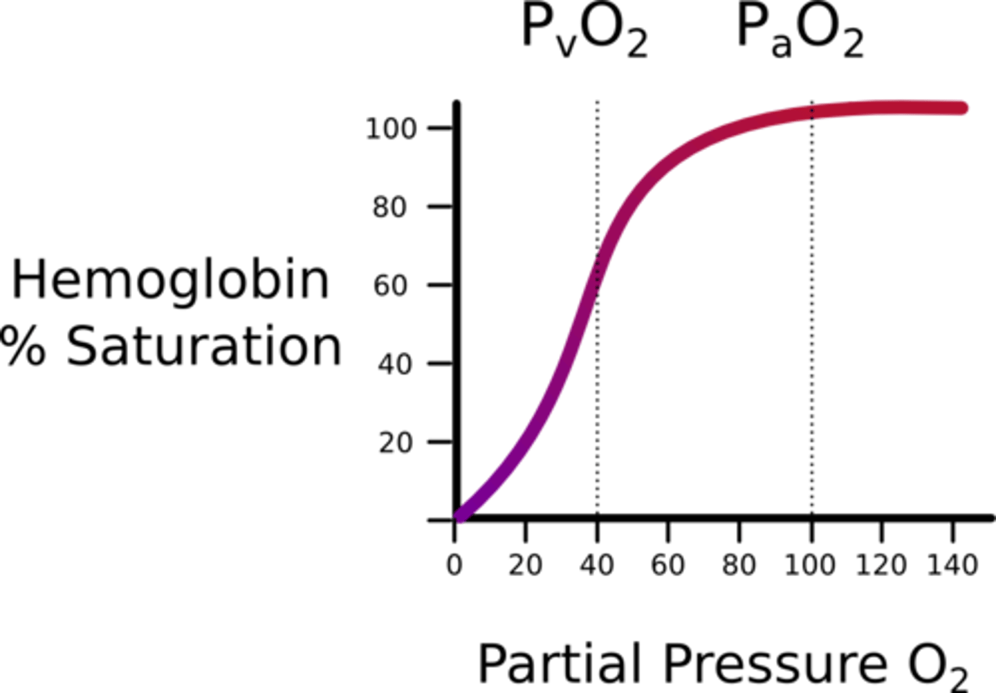 <p>(A) positive-cooperative binding</p><p>Hemoglobin exhibits positive cooperative binding. This means that after the first oxygen molecule binds, a second molecule of oxygen is more likely to bind because the affinity for that substrate increased. This affinity will continue increasing as more oxygen binds until the hemoglobin is saturated. Because of this, hemoglobin has a higher affinity for oxygen at higher partial pressures of oxygen.</p>
