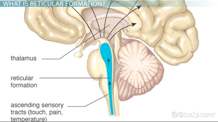 <p>an area of neurons running through the middle of the medulla and the pons and slightly beyond that is responsible for general attention, alertness, and arousal. </p>