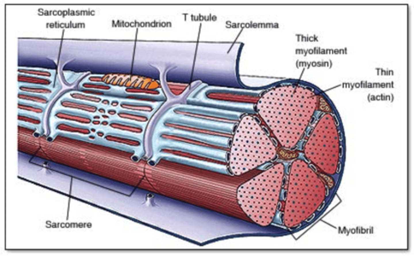 <p>Study of microscopic structures</p>