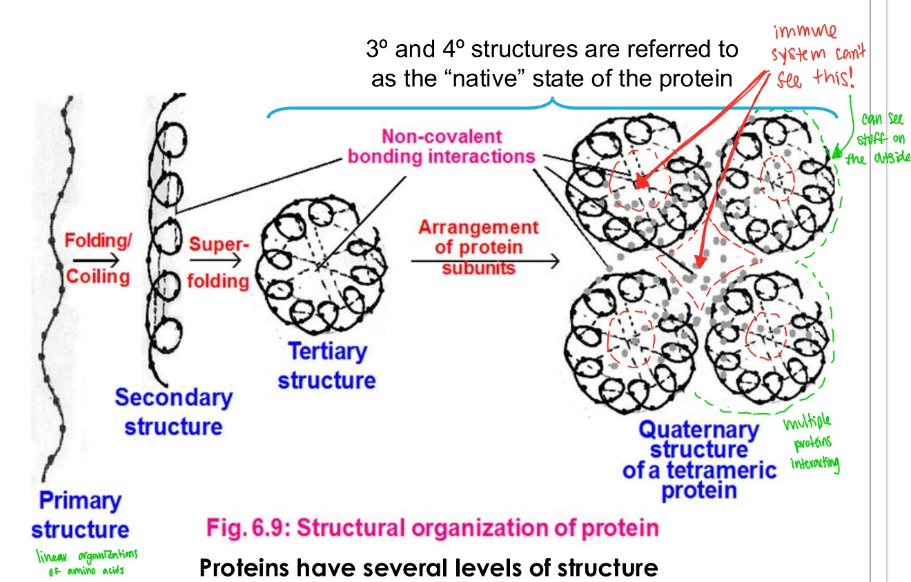 <p>native (tertiary or quaternary, immune system cant see stuff trapped inside)</p>