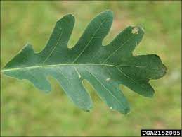 What is this species