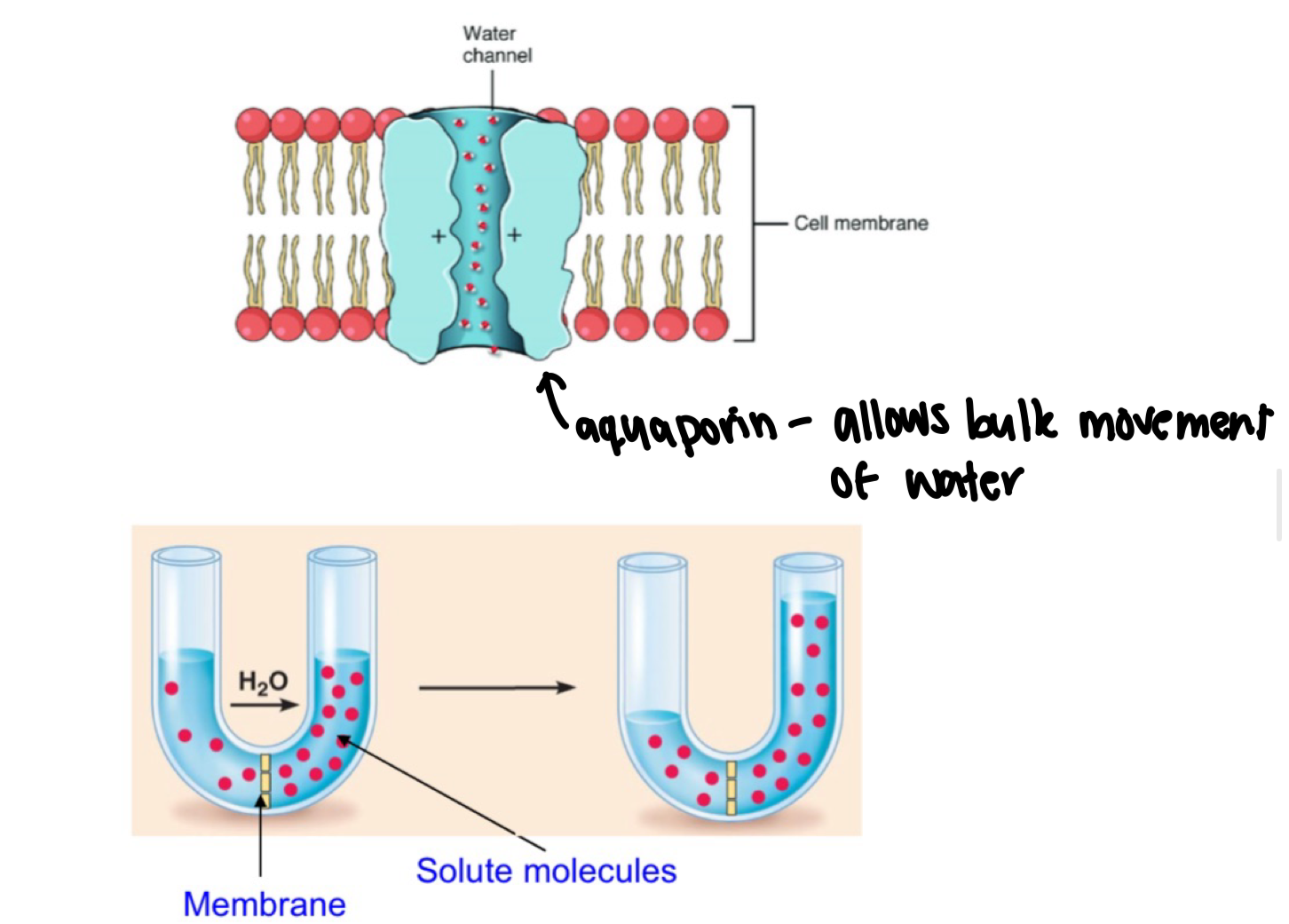<ul><li><p>passage of water across plasma membrane</p><ul><li><p>moves through small gaps and aquaporin</p></li></ul></li><li><p>helps balance concentration of penetrating and non-penetrating solutes</p></li><li><p>water touching core = disruptions to PM</p></li><li><p>PM = fluid mosaic model = movement creates gaps between phospholipid tails, allowing water to slip through</p><ul><li><p>tails slight move apart</p></li></ul></li><li><p>penetrating = can cross plasma membrane</p></li><li><p>non-penetrating = cannot cross plasma membrane</p></li></ul><p></p>
