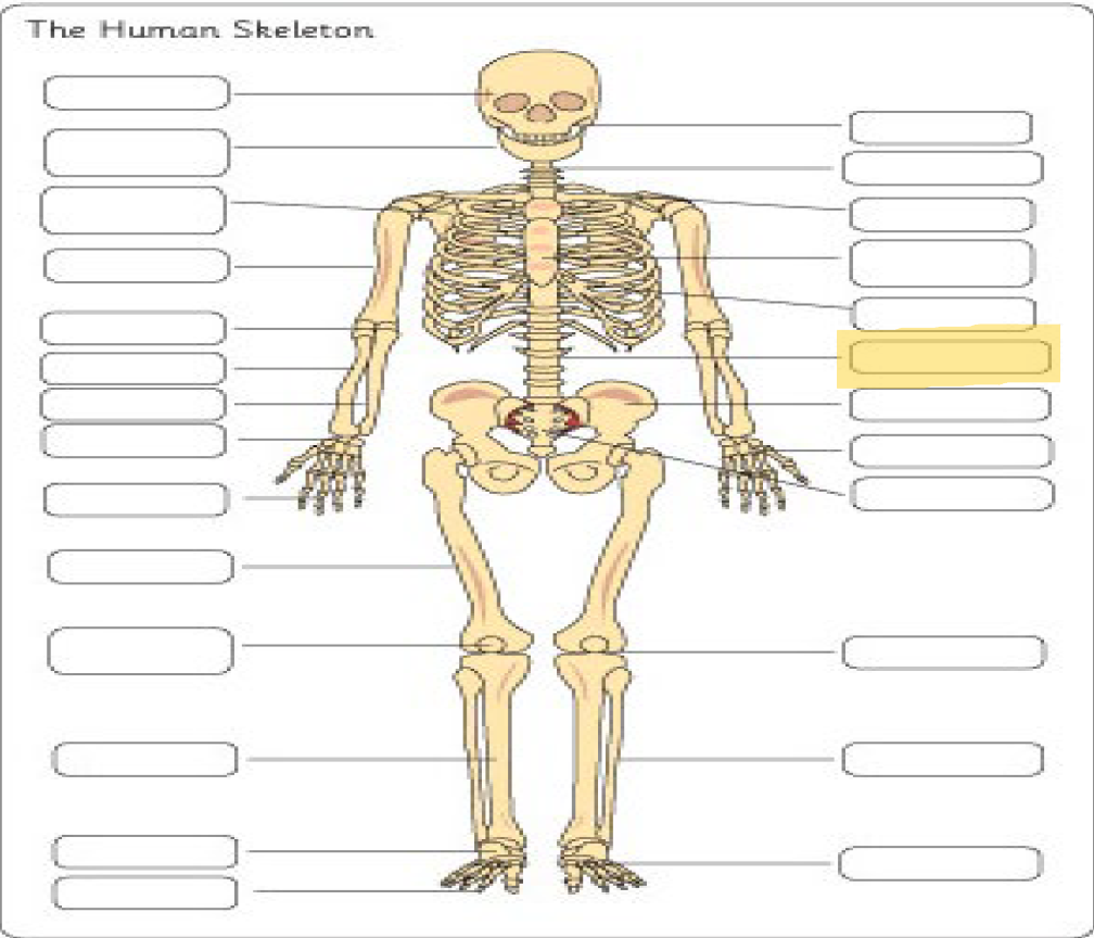 <p>What is this Bone?</p>
