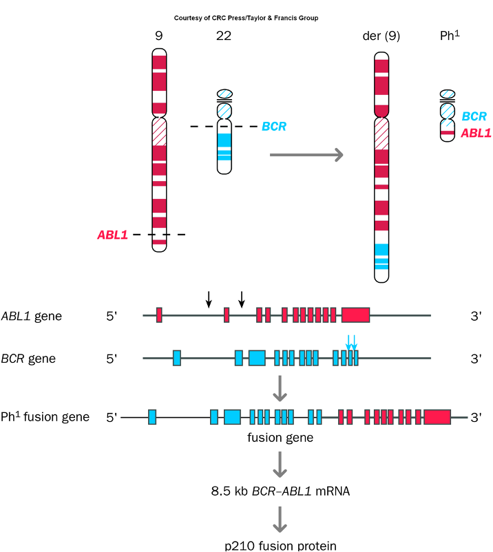 <p><span>•<strong>Common</strong> in cancer</span></p><p><span>•1) Formation of <strong><u>chimeric/fusion gene</u></strong></span></p><p><span>•Expression of oncogene sequence</span></p><p><span>•Philadelphia chromosome</span></p>